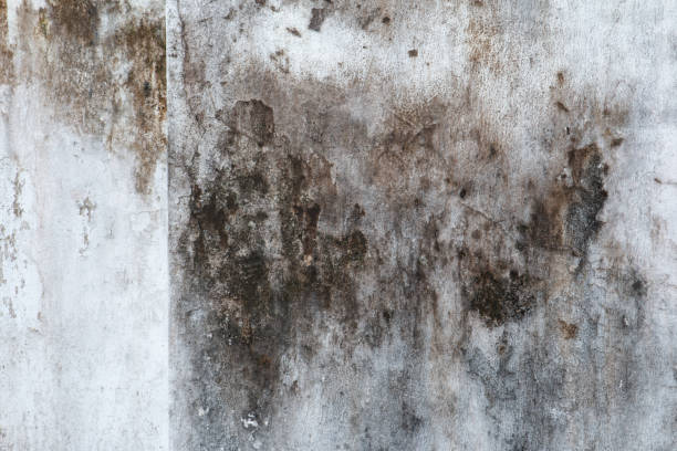 Best Mold Prevention Services  in Montverde, FL