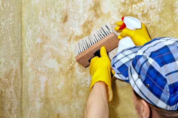 Best Mold Damage Restoration  in Montverde, FL