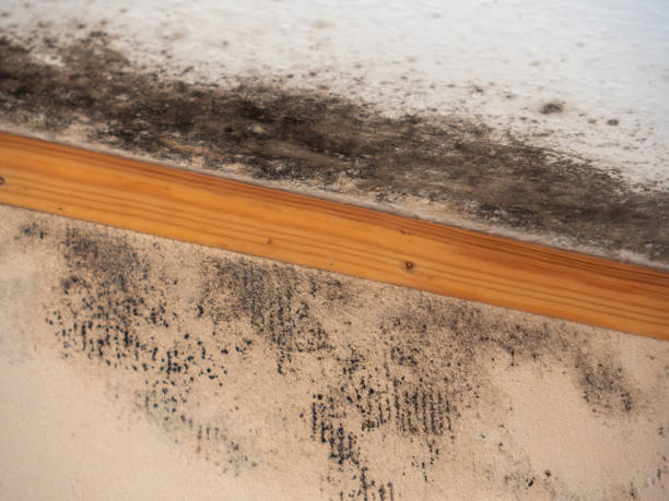Best Air Quality Testing for Mold Spores  in Montverde, FL
