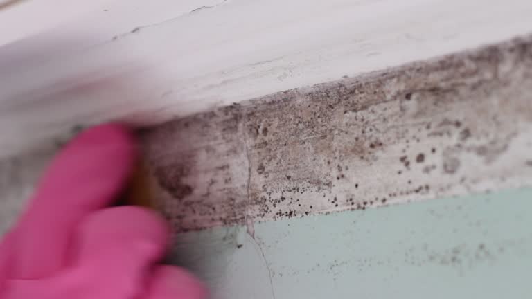 Best Post-Construction Mold Inspection  in Montverde, FL